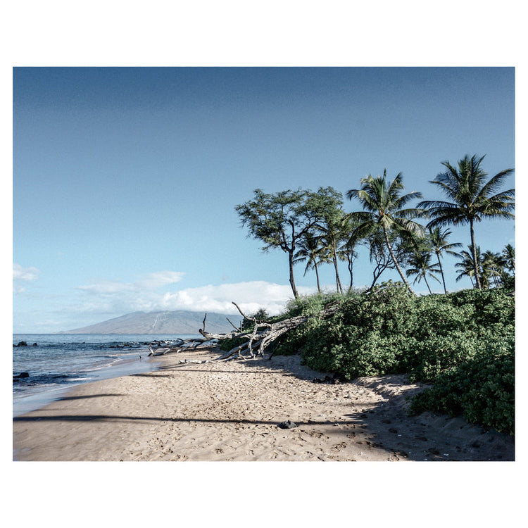 Maui Palms IV