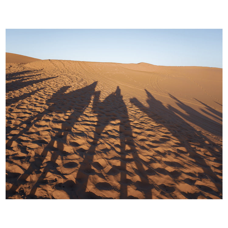 Sahara Desert Camel Shadows I